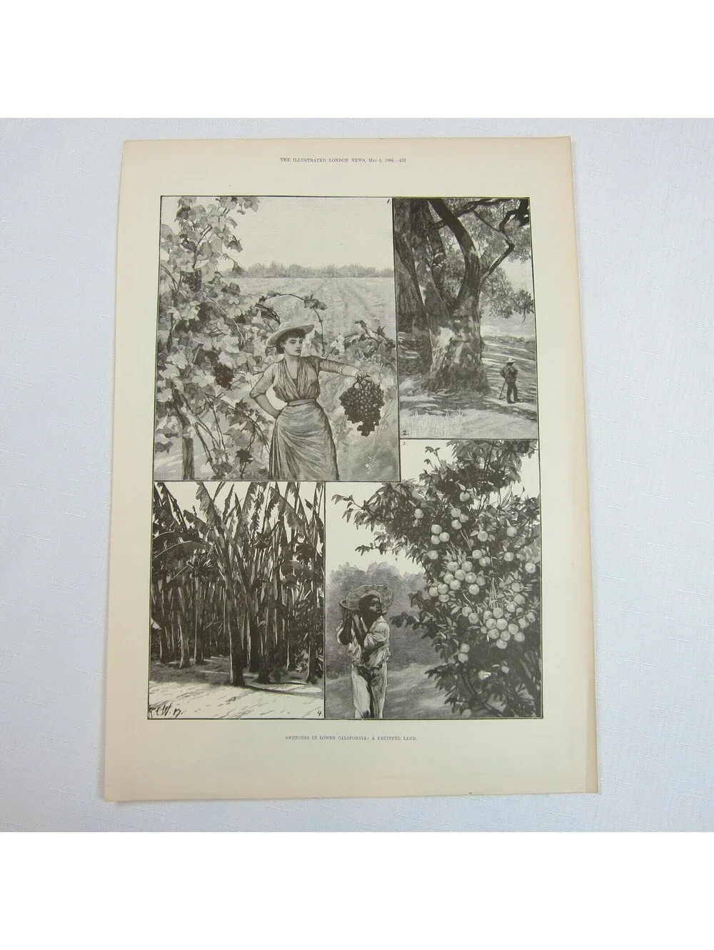 Antique 1888 Print Sketches in Lower California: A Fruitful Land RC Woodville II